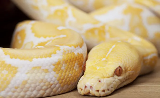 Pytony czyli ekologiczne mięso przyszłości. Zaskakujący pomysł australijskiego naukowca