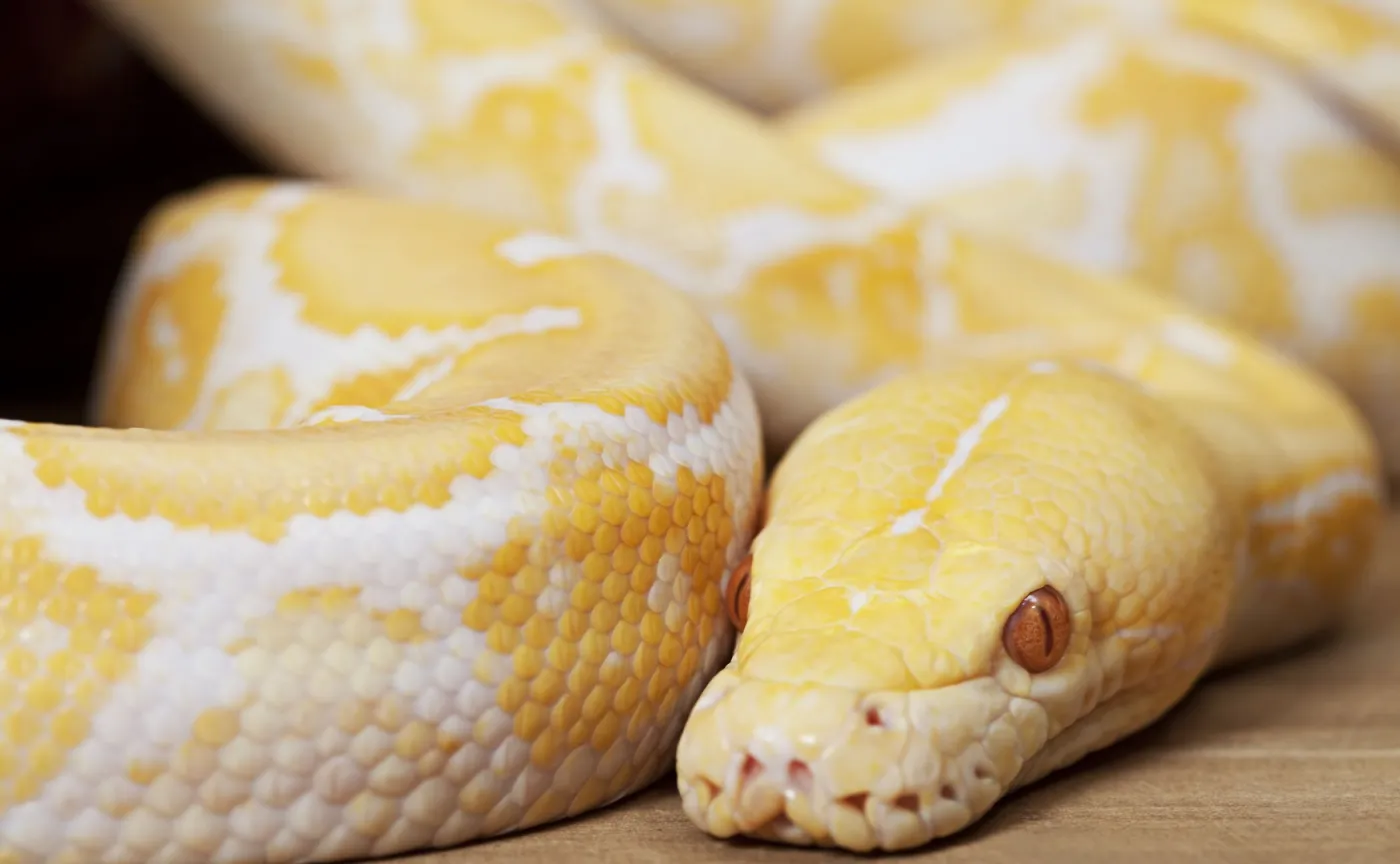 Pytony czyli ekologiczne mięso przyszłości. Zaskakujący pomysł australijskiego naukowca