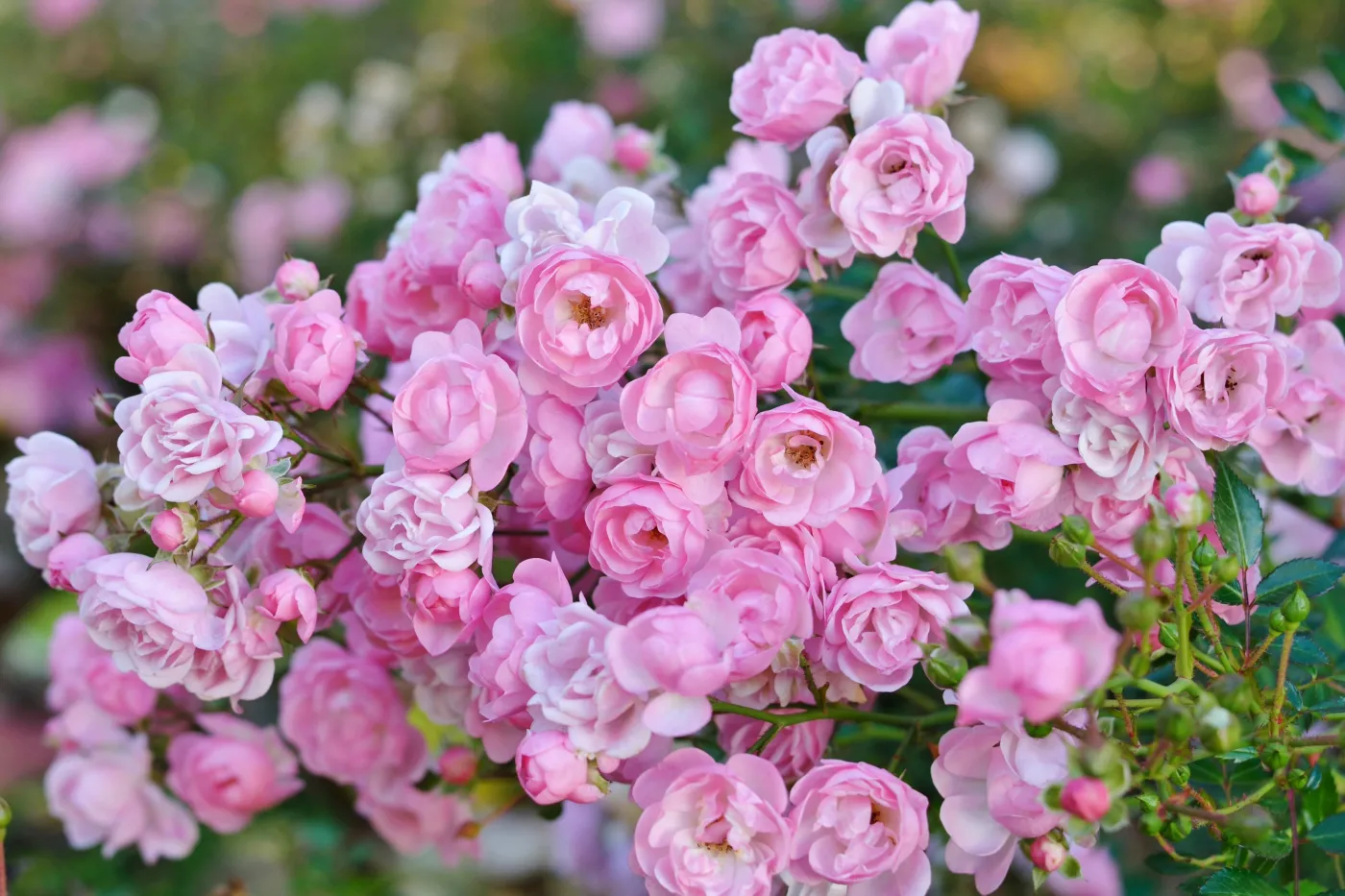 Te krzewy przetrwają całą jesień. Będą kwitnąć w ogrodzie aż do pierwszych przymrozków