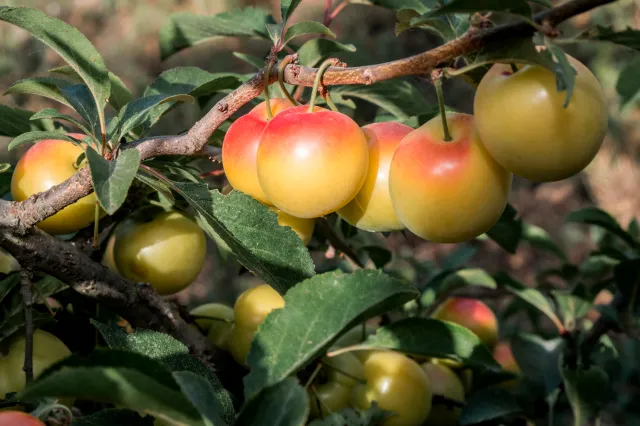 Szybko utworzysz z niej żywopłot. Jej owoce podobne są do mirabelek