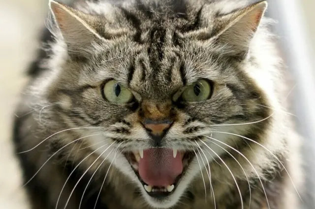 Zatrzymał się, żeby pomóc kotu potrąconemu przez auto. Wtedy wściekłe zwierzę zaatakowało