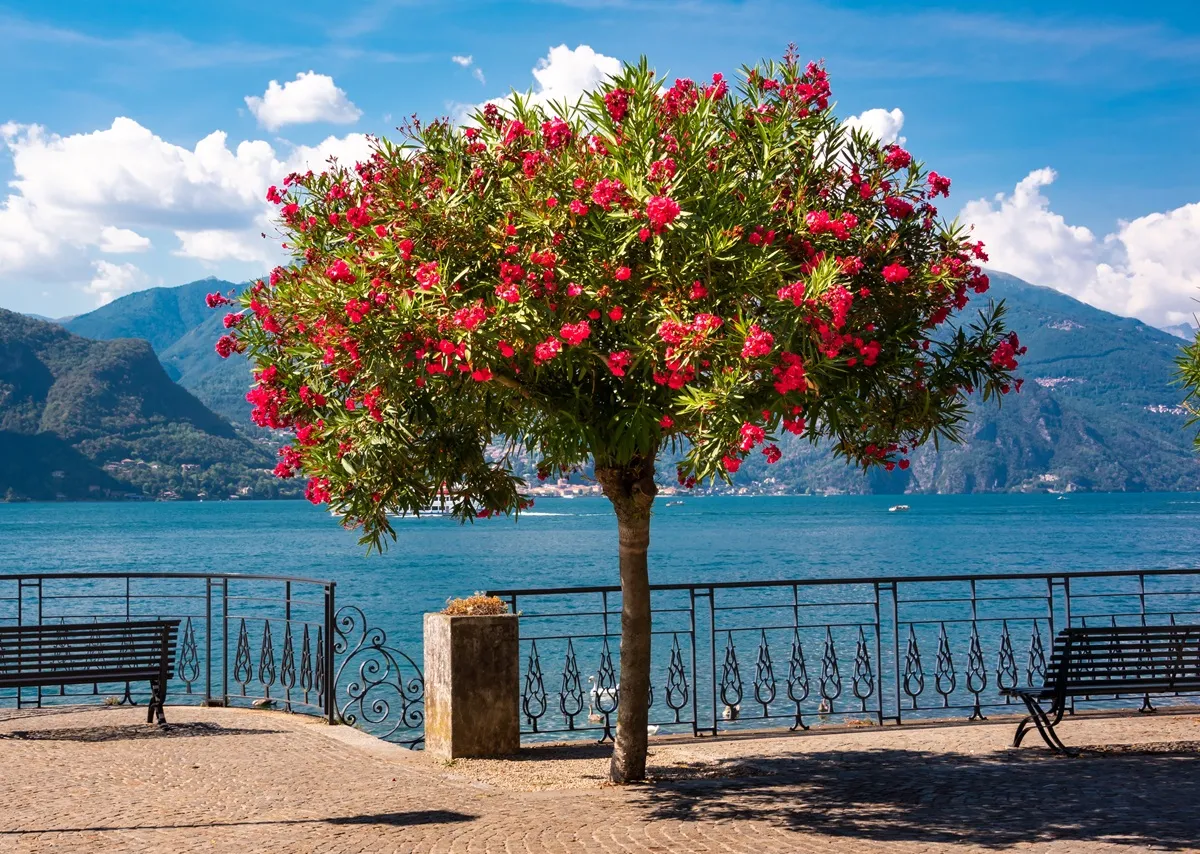 como-oleander-38268565.jpg