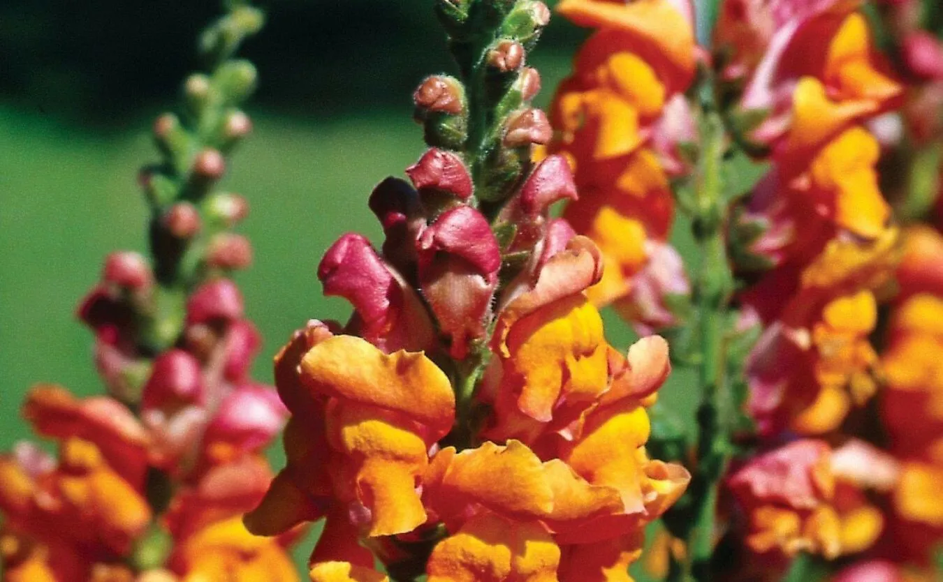 Stock picturesLWIA PASZCZA