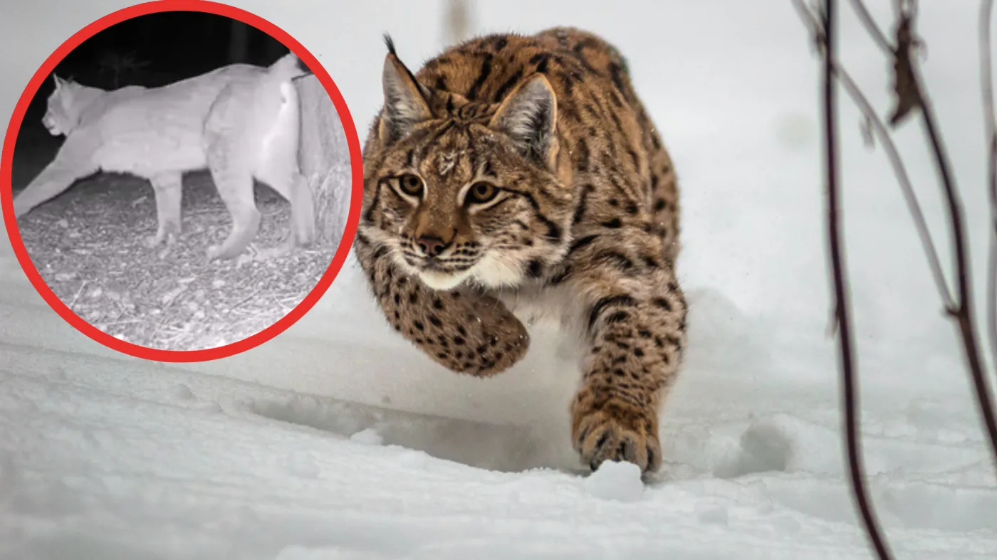 Pokazali niezwykle nagranie z mazurskiego lasu. Uwiecznili "majestatyczne zwierzę"