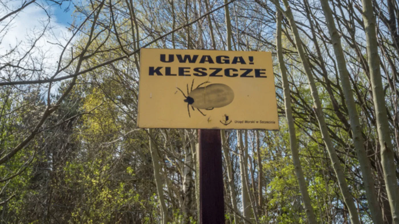uwaga kleszcze, kleszcze, sezon na kleszcze, las