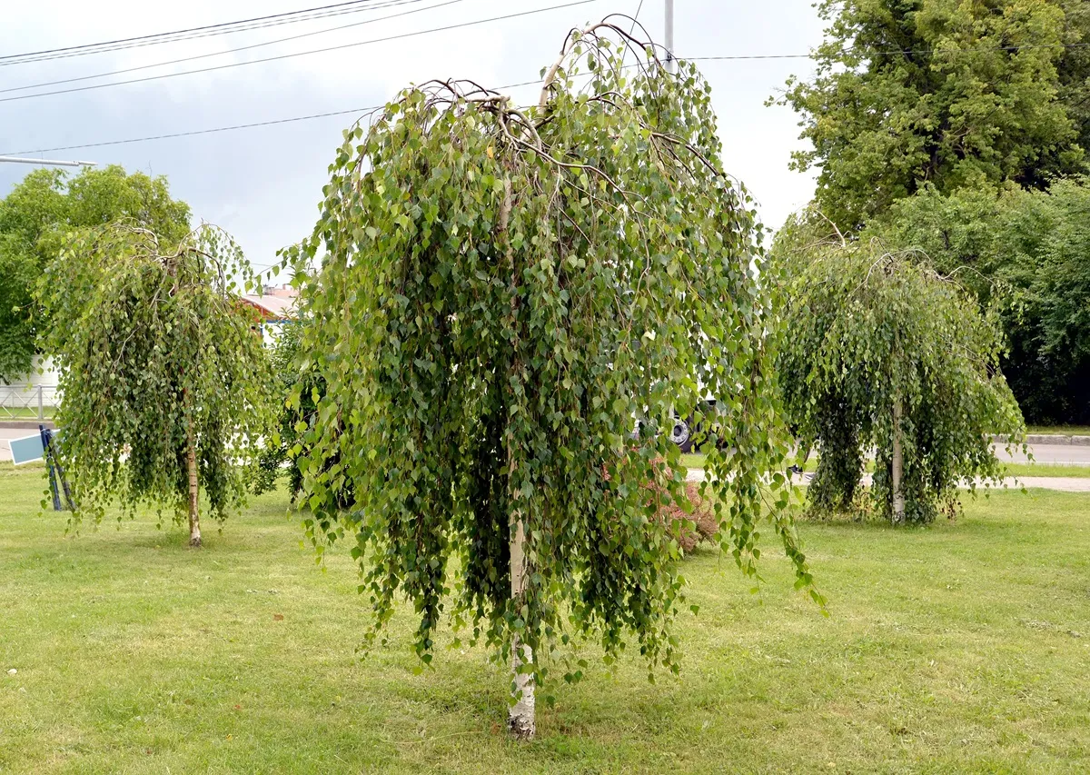 Drzewo do małego ogrodu: brzoza Betula pendula Youngii