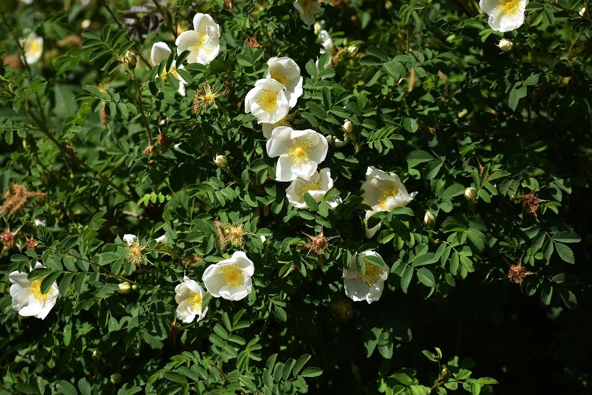 róża dzika alba rosa rugosa pomarszczona biała