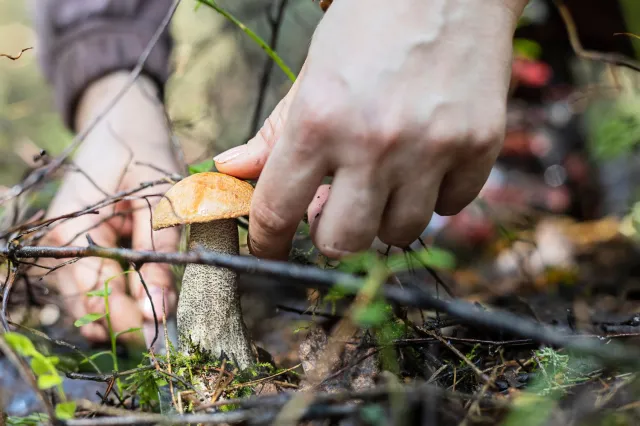 Grzybobranie 2024. Gdzie zbierać grzyby w okolicach Warszawy?