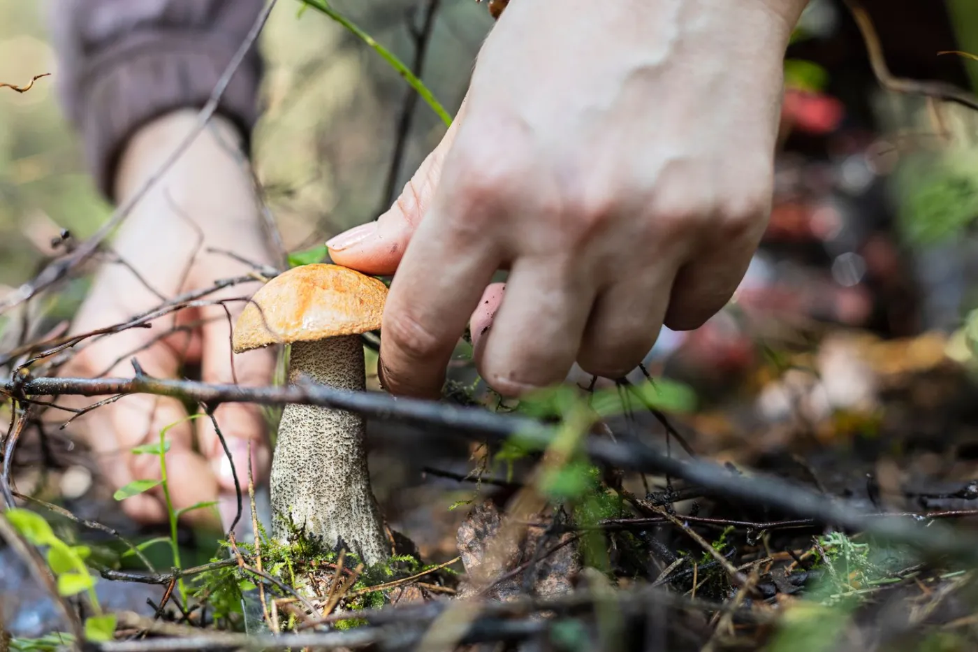 Mapa grzybów 2025. Gdzie udać się na grzyby? Oto najlepsze miejsca w Polsce