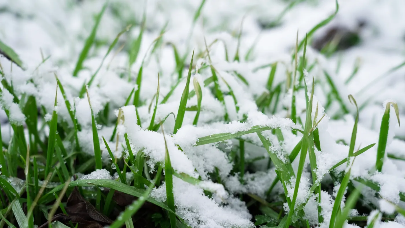 Ten prosty zabieg wykonywany zimą regularnie uratuje trawnik. Efekty będzie widać już w marcu