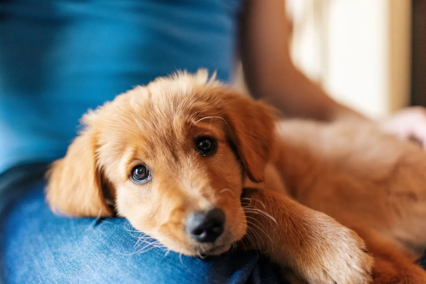 Quiz: Ile naprawdę wiesz o psach? 90 proc. psiarzy zdobywa tylko 8/12