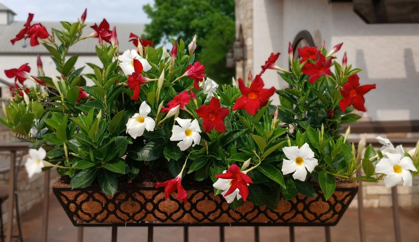 Dipladenia - najpiękniejsze pnącze na balkon długo kwitnące. Co zrobić by dipladenia przepięknie kwitła?