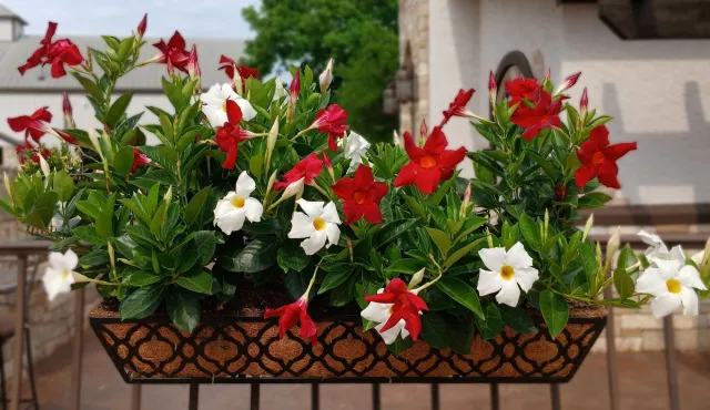 Dipladenia - najpiękniejsze pnącze na balkon długo kwitnące. Co zrobić by dipladenia przepięknie kwitła?
