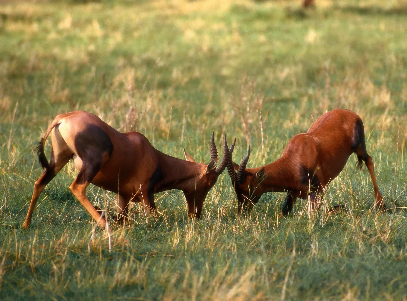Samice antylop biją się o samca