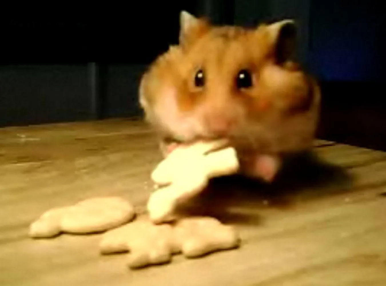 Głodny Chomik jest głodny, lubi krakersy