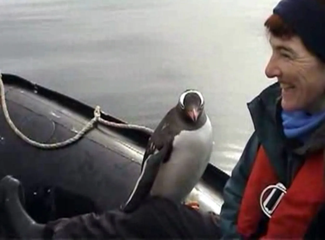 Sprytny pingwin uciekł przed paszczą orki