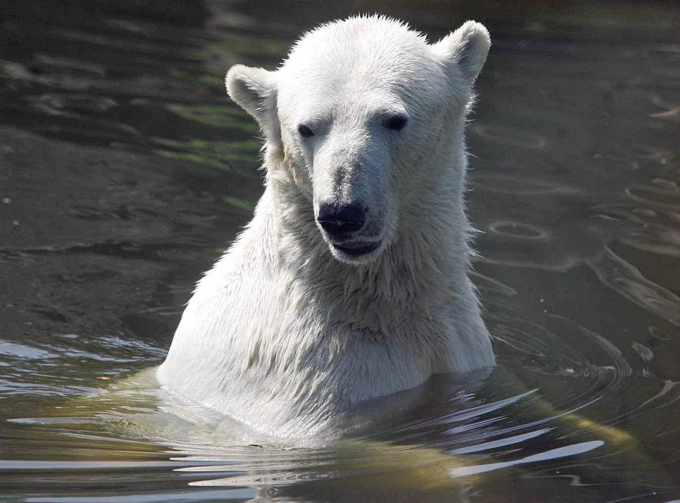 knut_db_10_91550a_310339.jpg