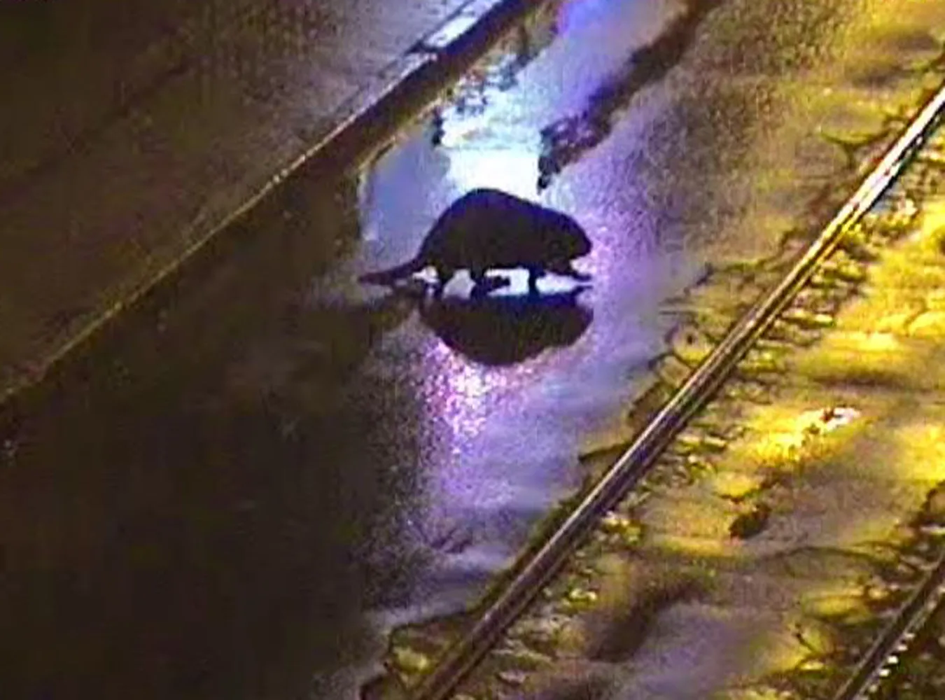 Bóbr nocną atrakcją Gorzowa Wielkopolskiego