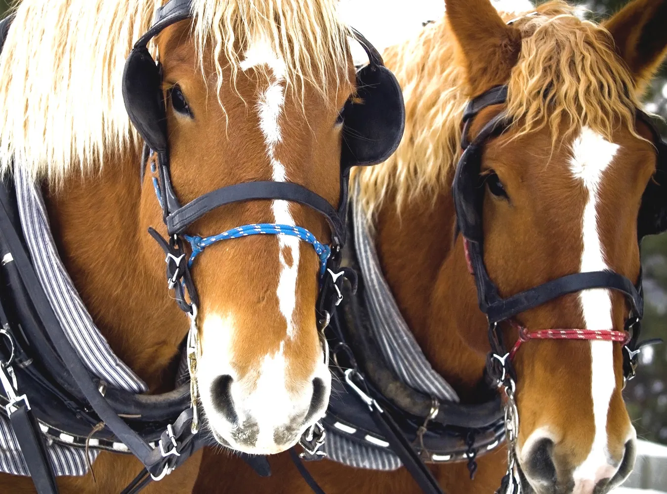 Zaczarowana dorożka, pijany dorożkarz