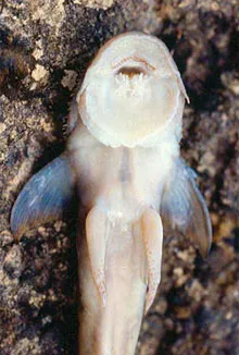 fr_catfish_156436a_991868.jpg