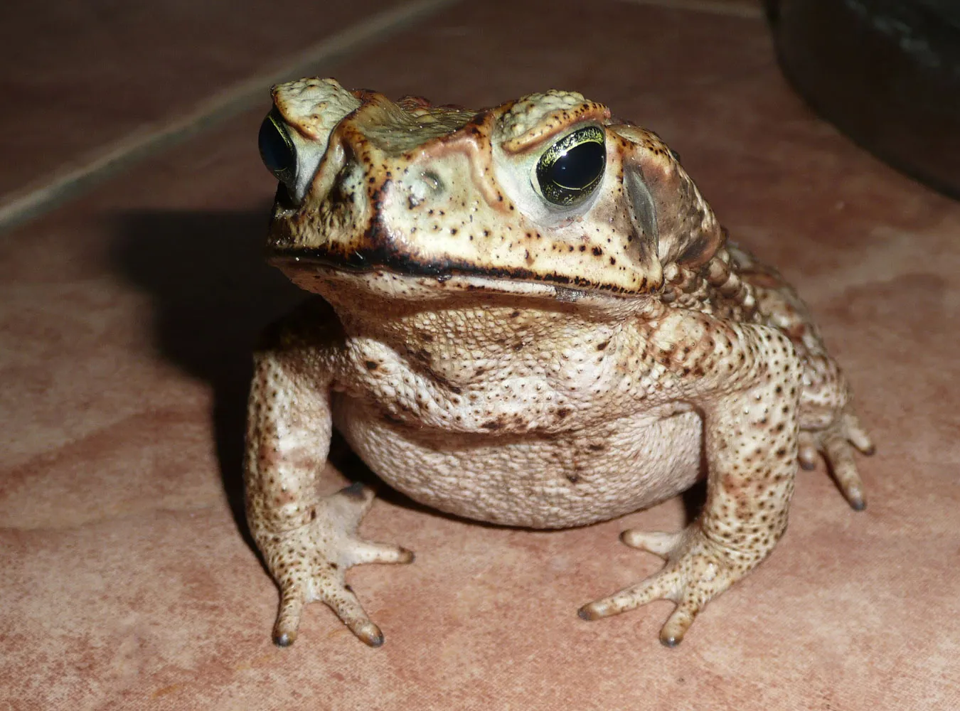 Przeniosą żaby nad drogami