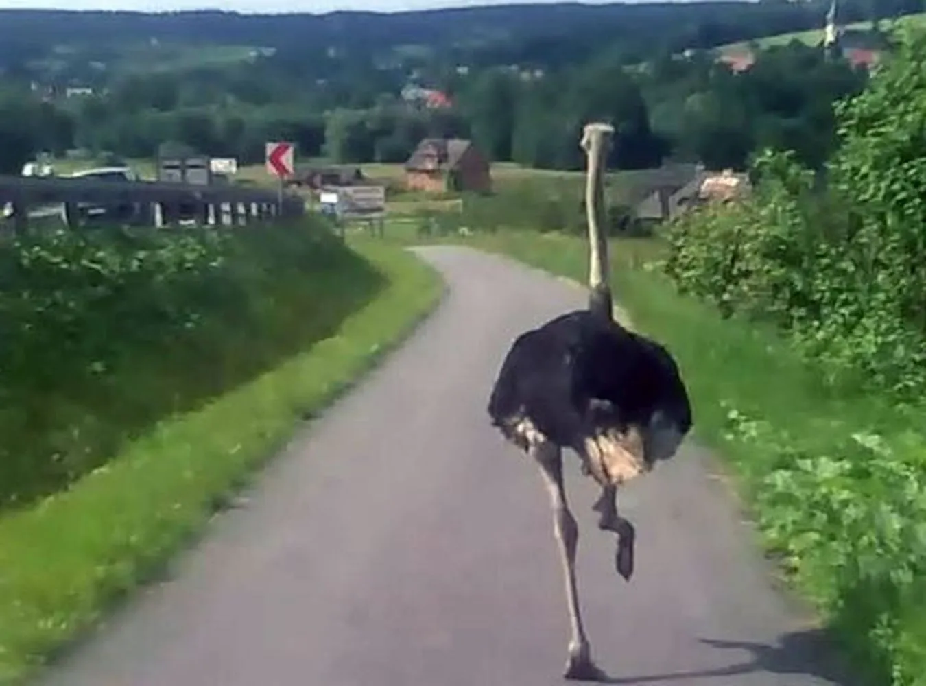 Tak Struś-Pędziwiatr uciekał Zakopianką