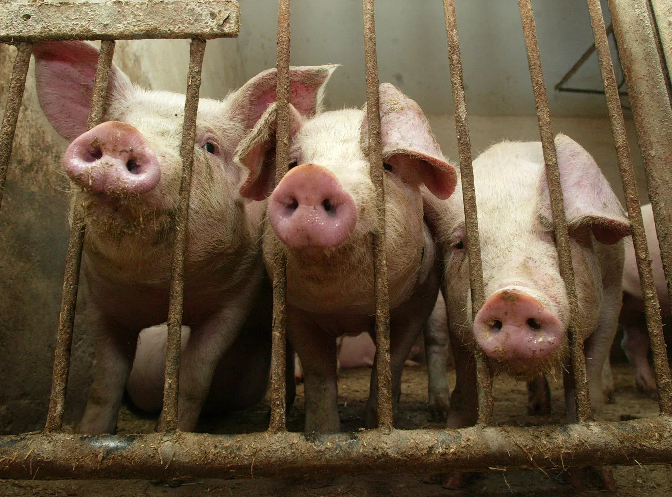 Dlaczego hodowcy świń protestują