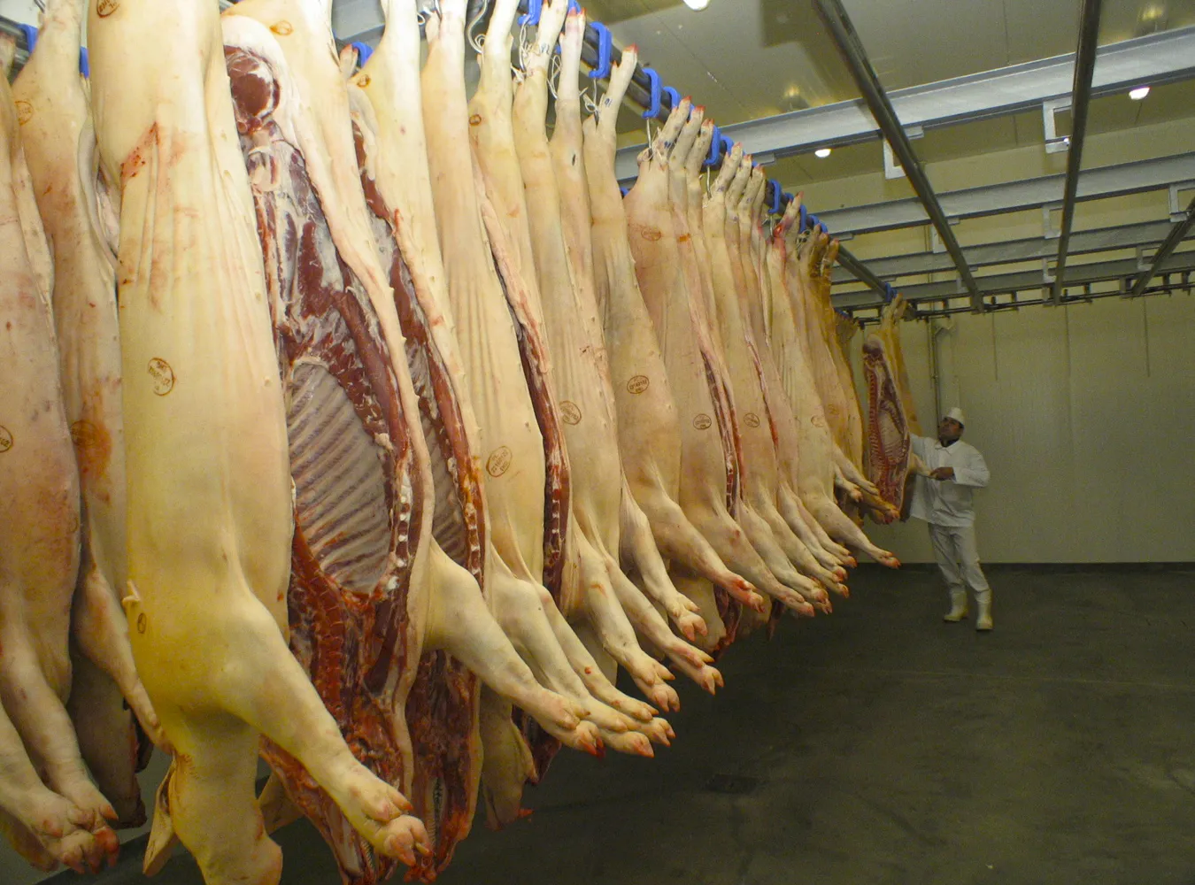 Skażone mięso w Polsce. Gdzie je sprzedawali?