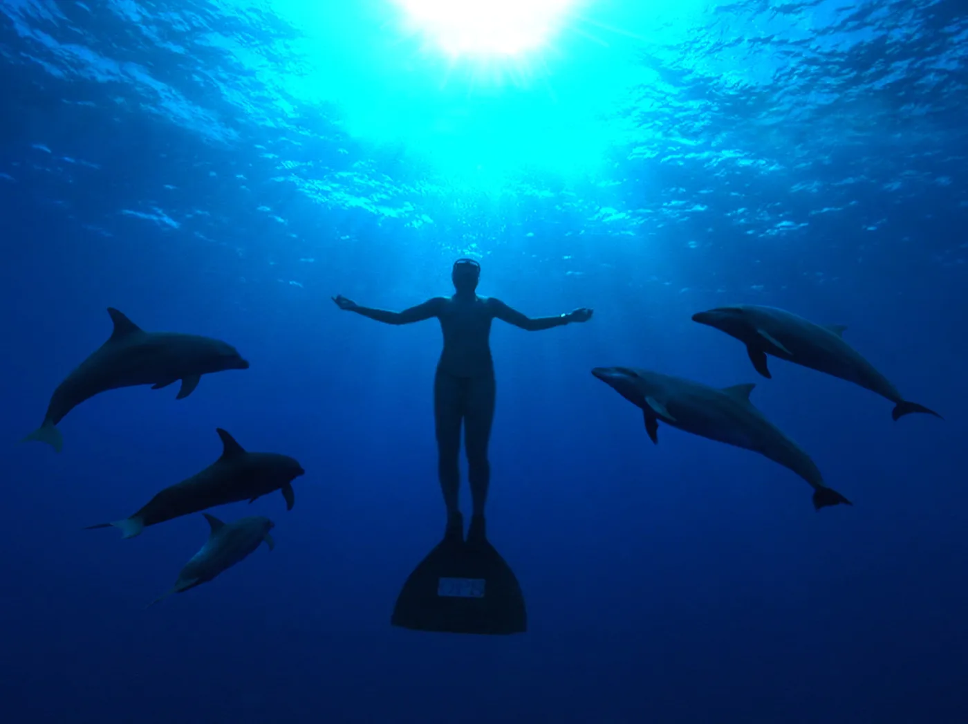 Japończycy mordują delfiny!