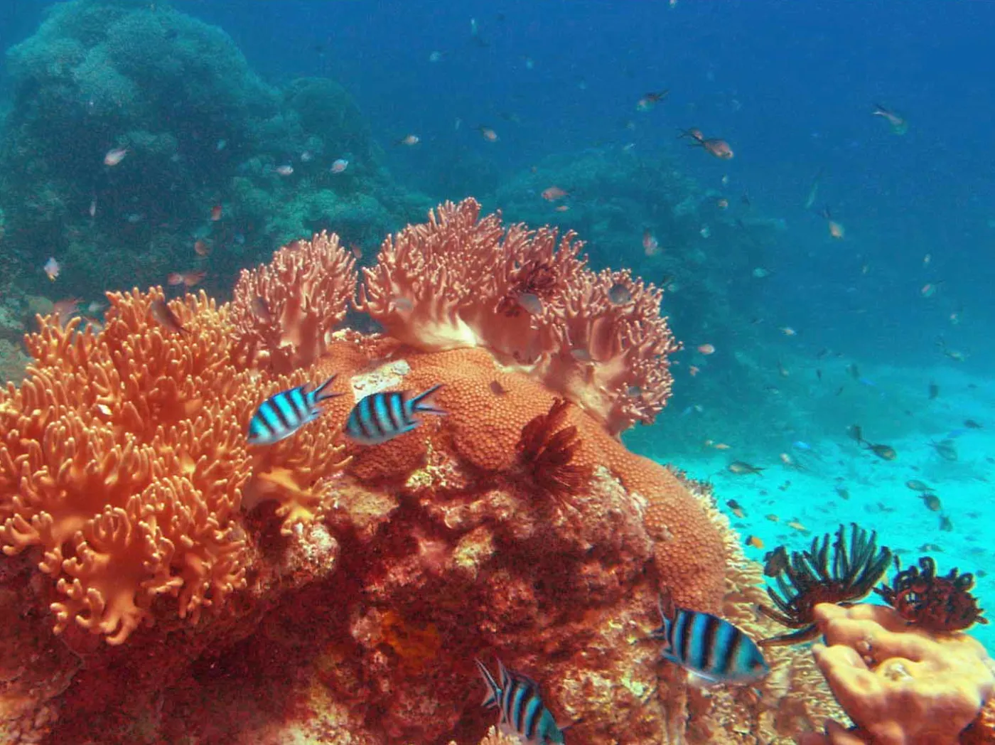 "Ocean przygód 3D" i trójwymiarowa rewolucja na małych ekranach