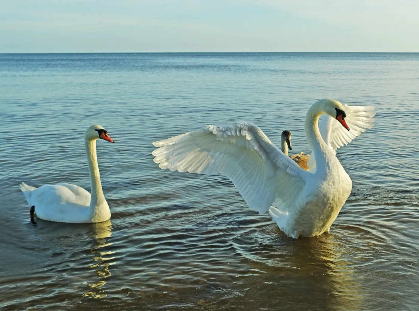 łabędź łabędzie