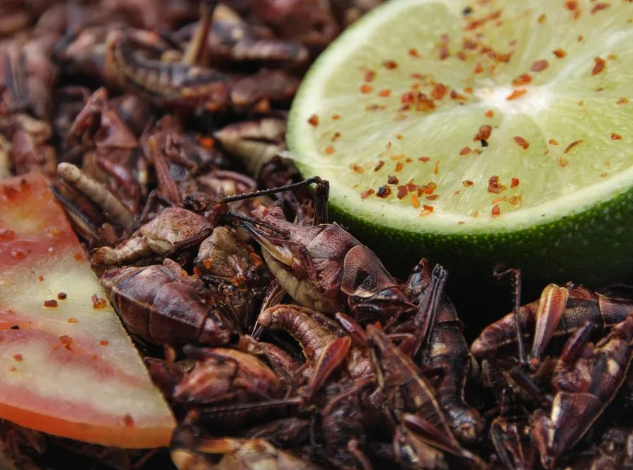 Smaczne i zdrowe? Na tym targu kupisz chrupiące... robaki