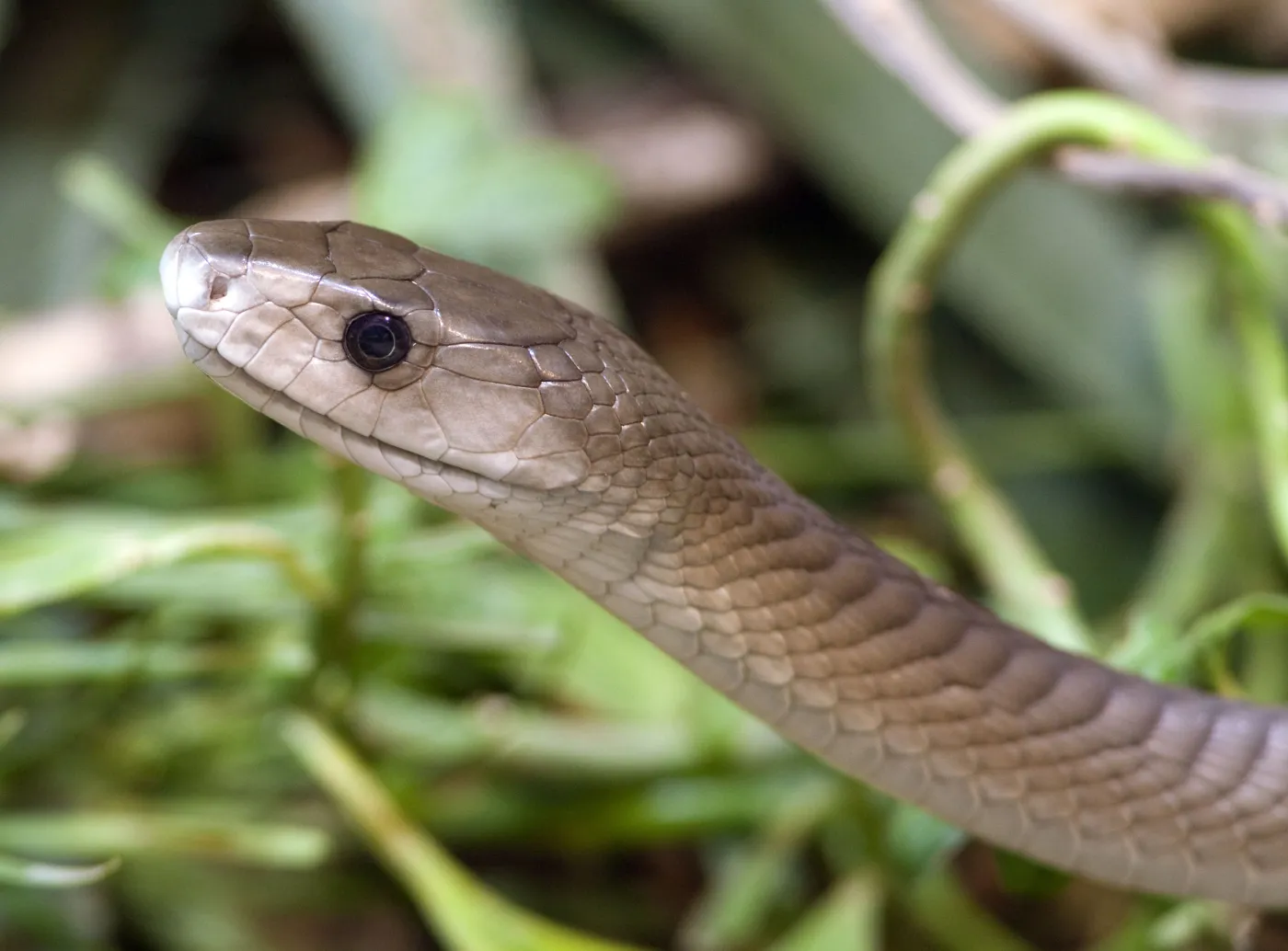 Czarna mamba uśmierzy ból. Będzie nowy lek?