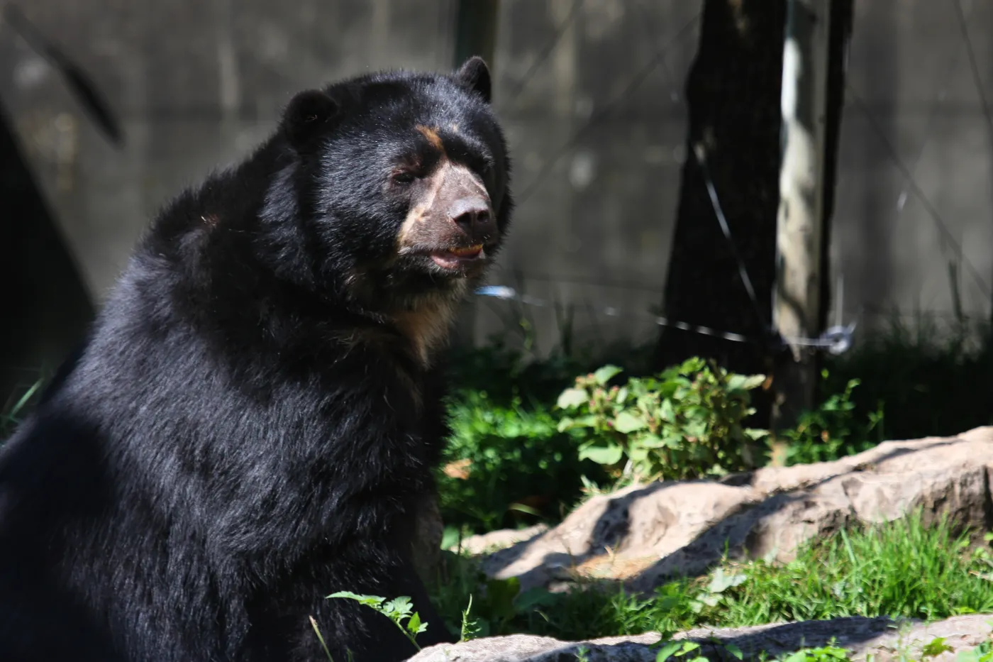 Pracownica baru do niedźwiedzia: Wynocha! Nie możesz tu być
