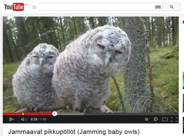 Taniec we śnie. Bujające się sowy w stanie czuwania [WIDEO]