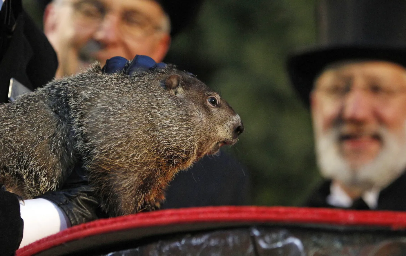 Zima potrwa sześć tygodni dłużej. Punxsutawney Phil zobaczył swój cień