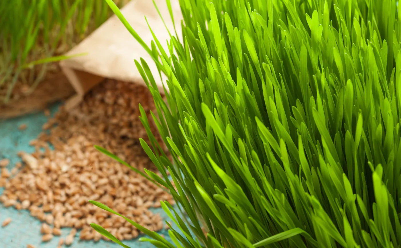 9002846-trawa-pszeniczna.jpg