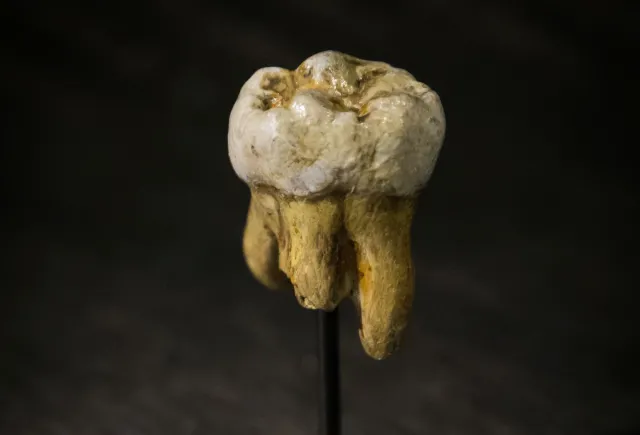 Zagadkowy człowiek z Denisowej Jaskini. Skamieniały ząb kolejnym elementem układanki