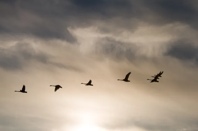Czy spotkamy czarnego łabędzia? Polexit czy wojna krążą również nad Polską