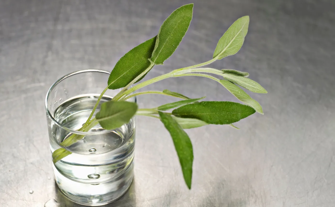 Sok z aloesu, napar z szałwii - najlepsze naturalne płukanki do zębów