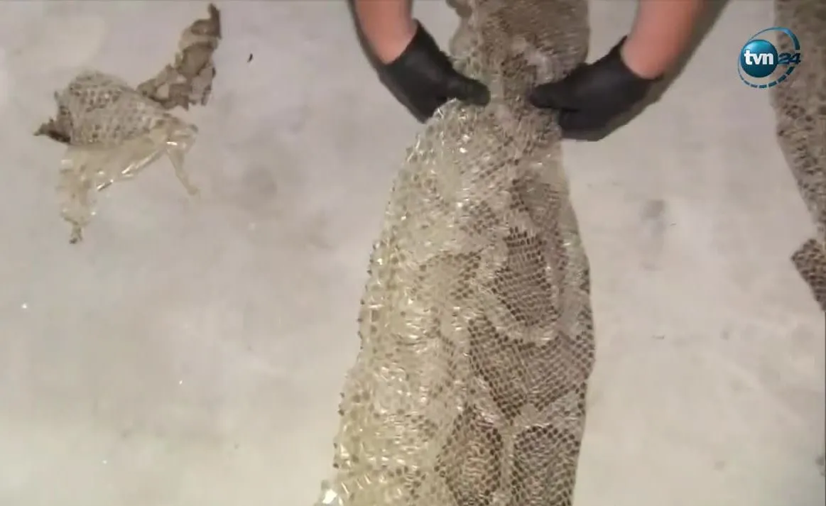 Gdzie się ukrywa pyton tygrysi? Eksperci analizują teraz zdjęcia z obszaru poszukiwań