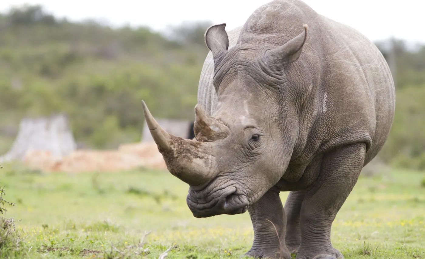 W Kenii uśpiono ostatniego samca nosorożca białego północnego. To oznacza wyginięcie tego podgatunku