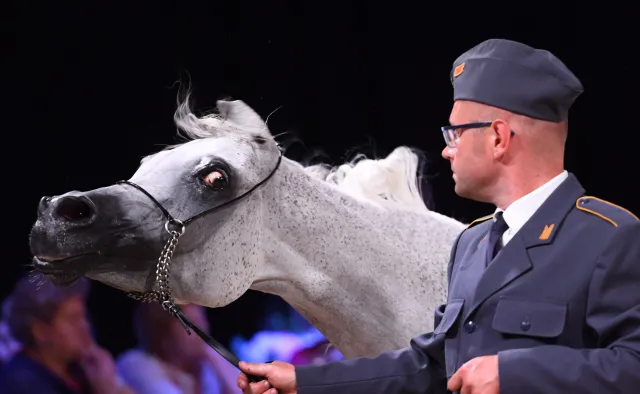 Będzie kontrola stadniny w Michałowie. Powodem klapa finansowa aukcji Pride of Poland