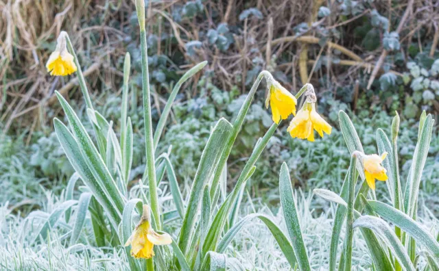 Kwiecień plecień... IMGW ostrzega przed temperaturami mocno poniżej zera [PROGNOZA POGODY]