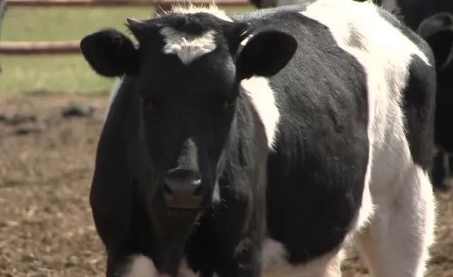 "Krowi problem" z Deszczna bliski rozwiązania. Sprawą zainteresowali się prezydent Duda i prezes PiS