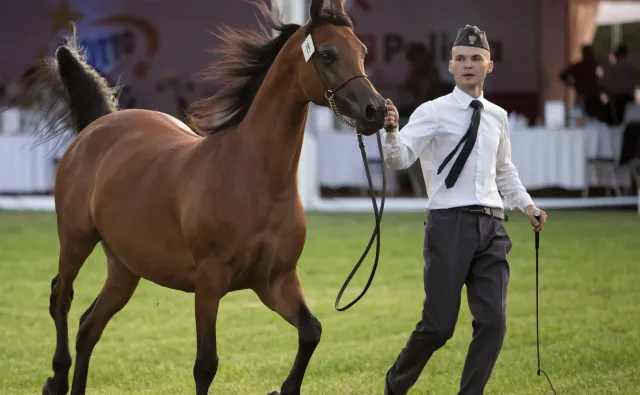 Janów Podlaski. W niedzielę aukcja Pride of Poland [GALERIA]