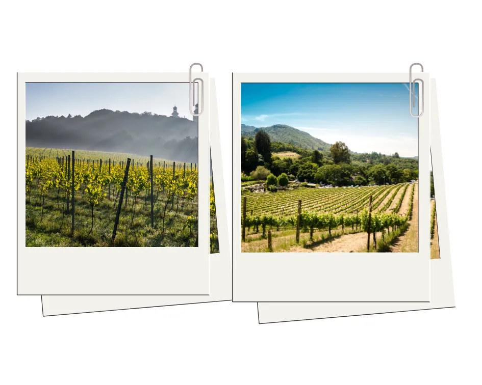 12542634-20190821-winnice-w-malopolsce-i-toskanii-travelist.png