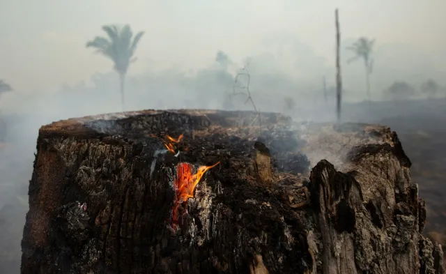 Płonie nie tylko Amazonia. "Sawanna nie przyciąga takiej uwagi"