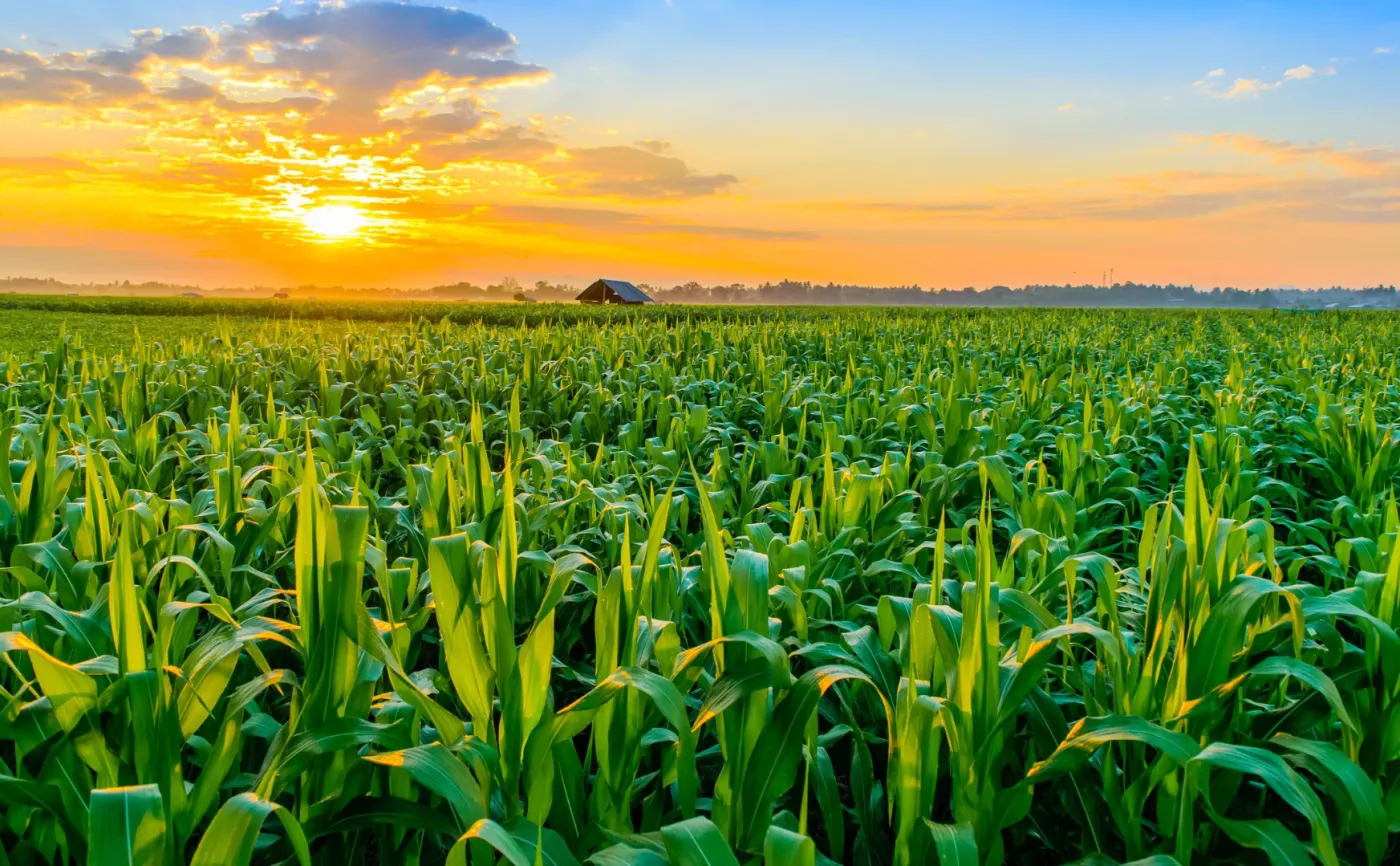Pole kukurydzy