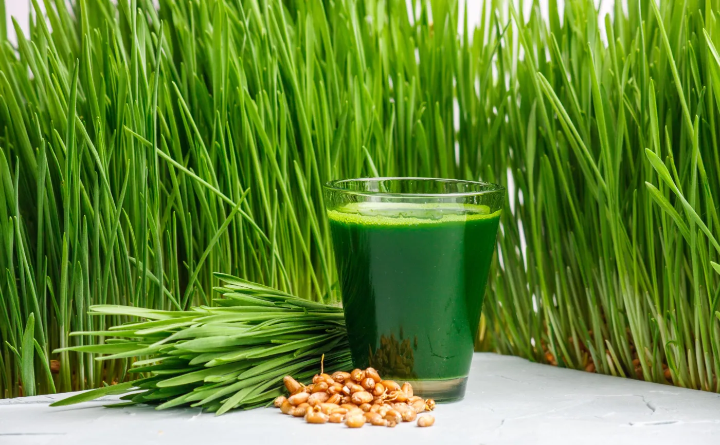 Trawa pszeniczna poprawia samopoczucie